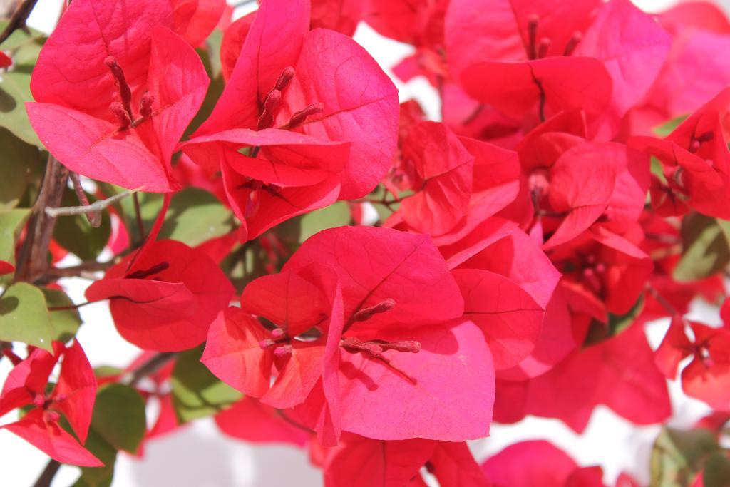 Masseria Gianecchia Cisternino Dış mekan fotoğraf