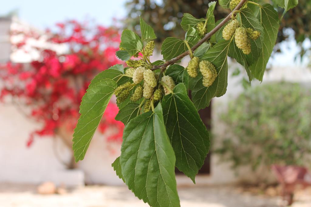 Masseria Gianecchia Cisternino Dış mekan fotoğraf