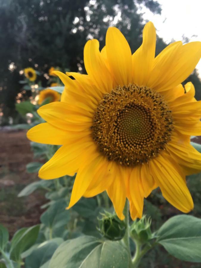 Masseria Gianecchia Cisternino Dış mekan fotoğraf